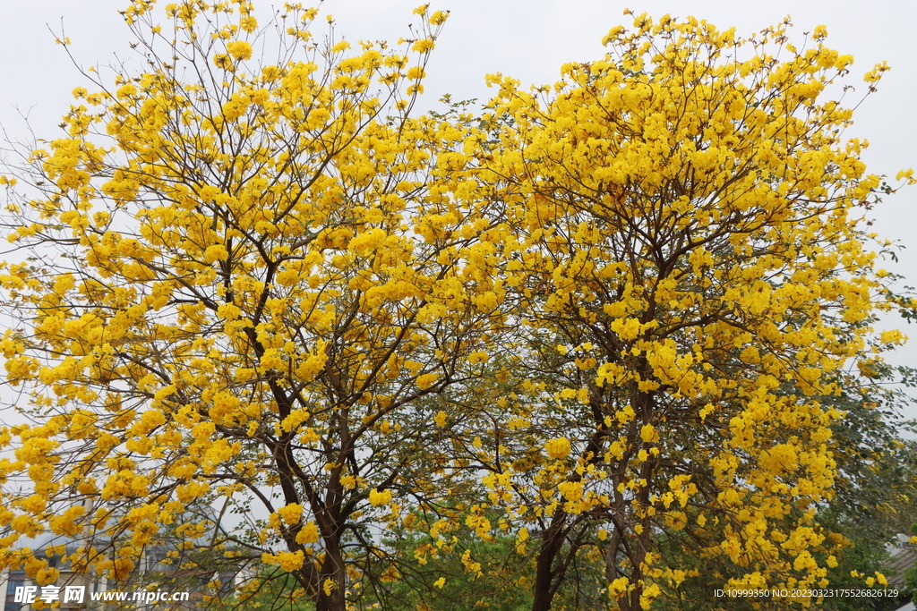 黄风铃花