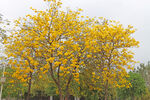 黄风铃花