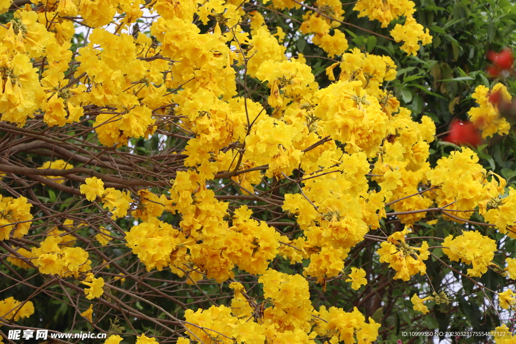 黄风铃花