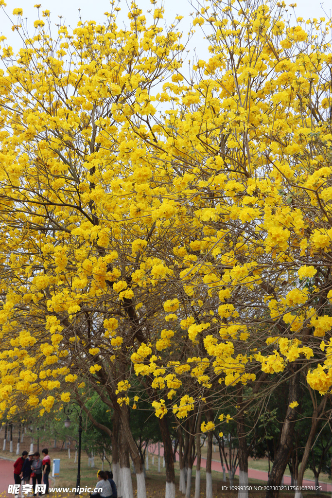 风铃花