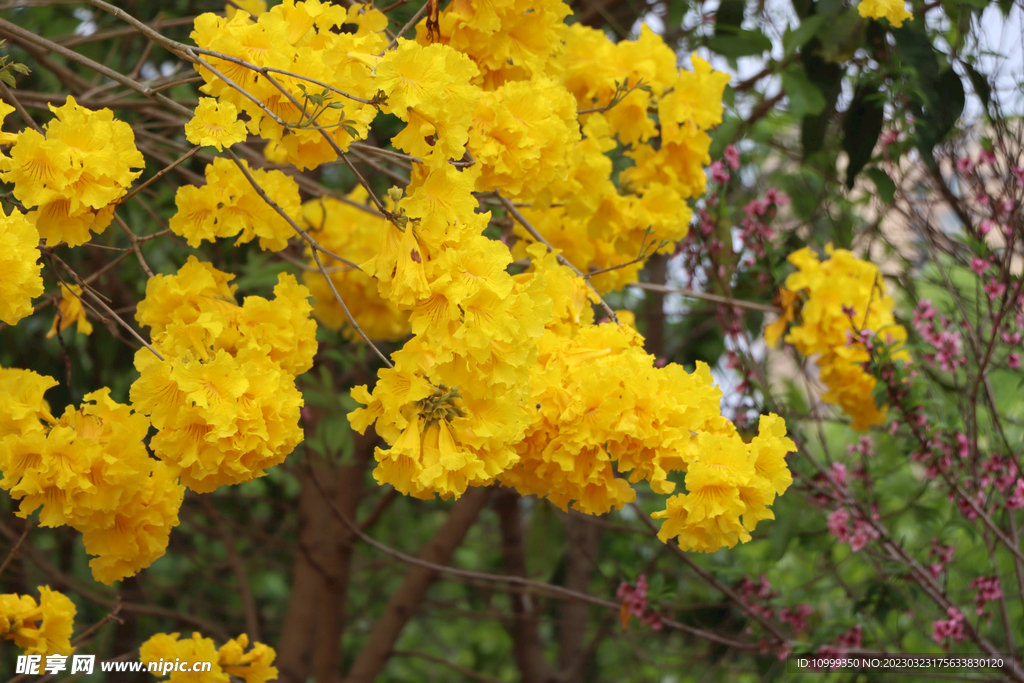 风铃花