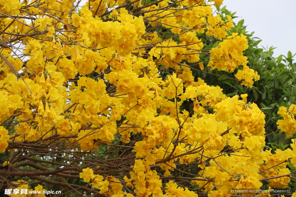 风铃花