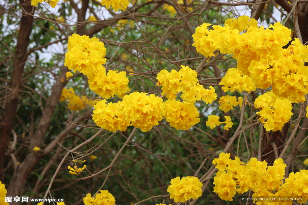 风铃花