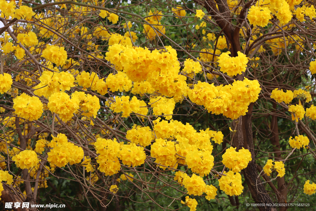 风铃花