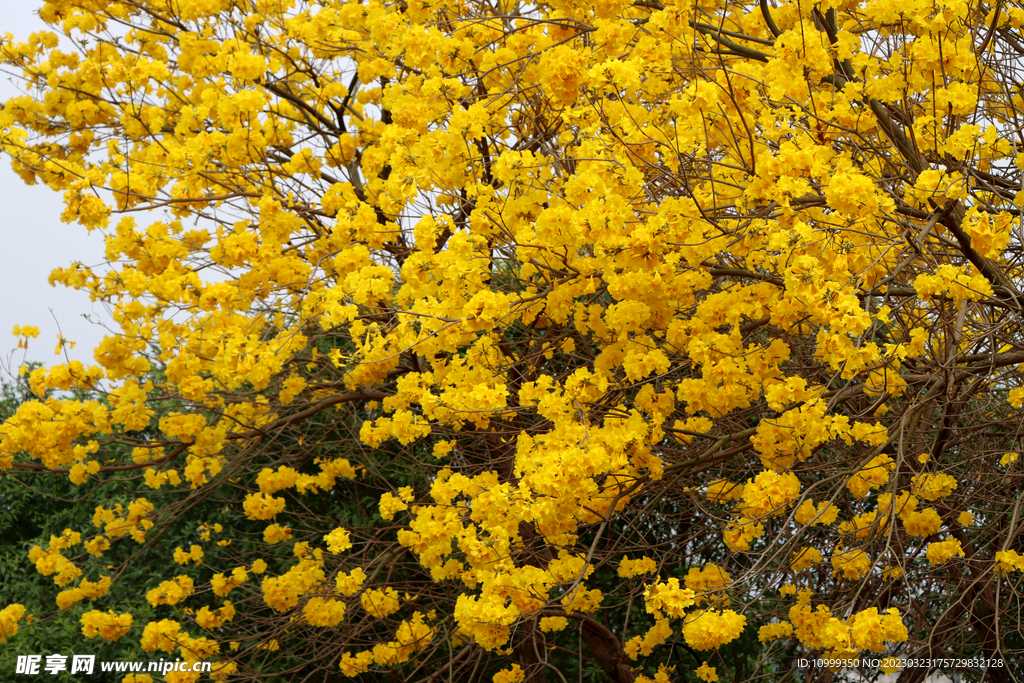 风铃花