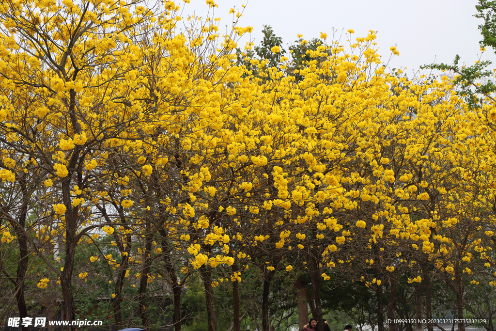 风铃花