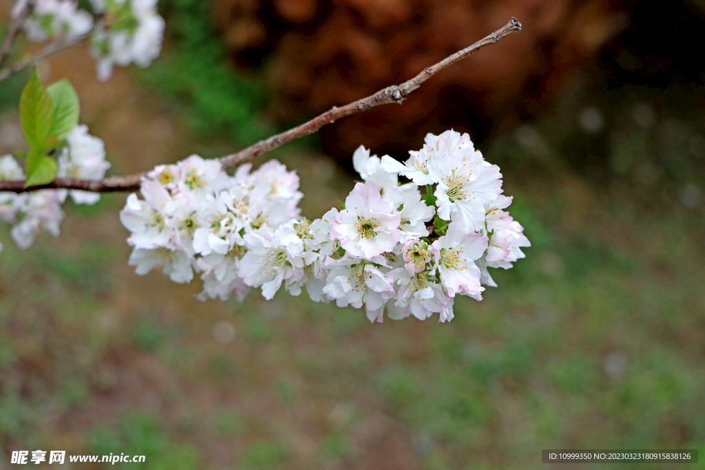 李子花