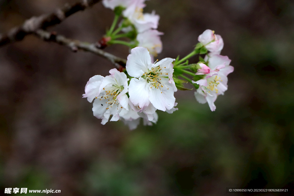 李子花