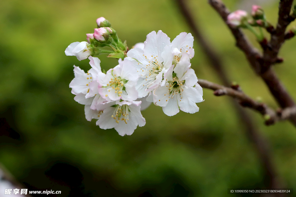 李子花