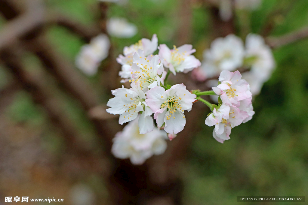 李子花