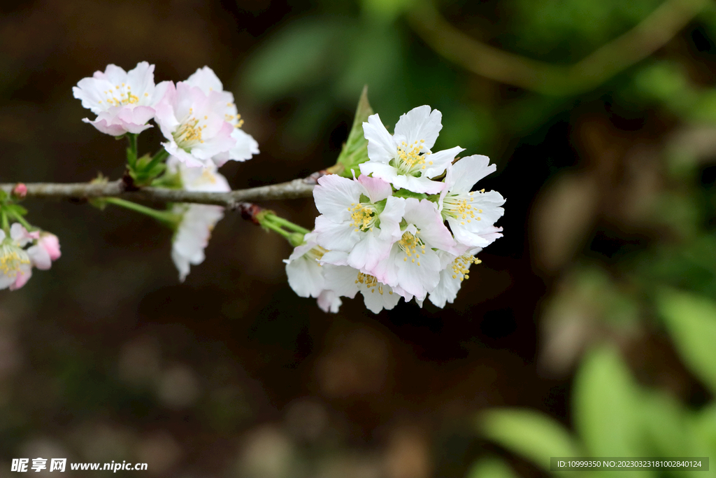 李子花