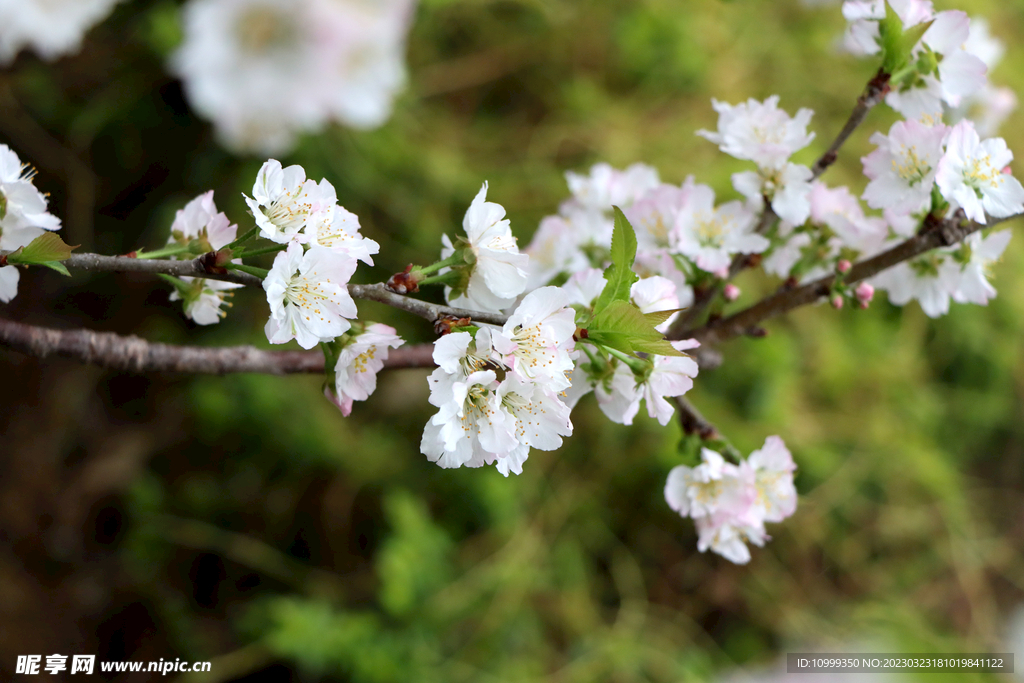 李子花