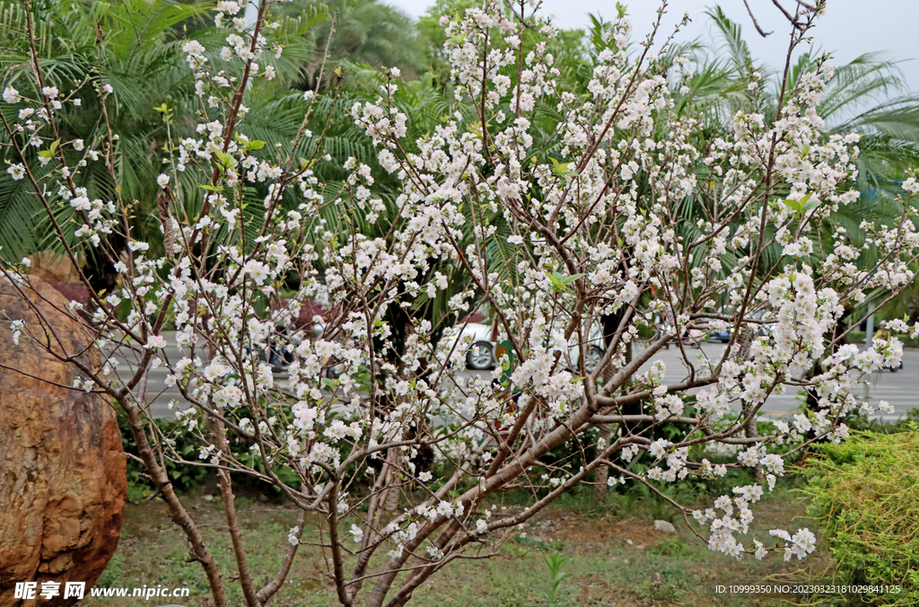 李子花