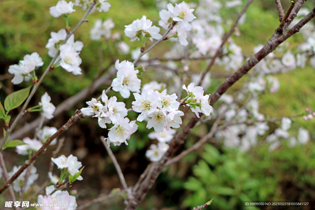 李子花