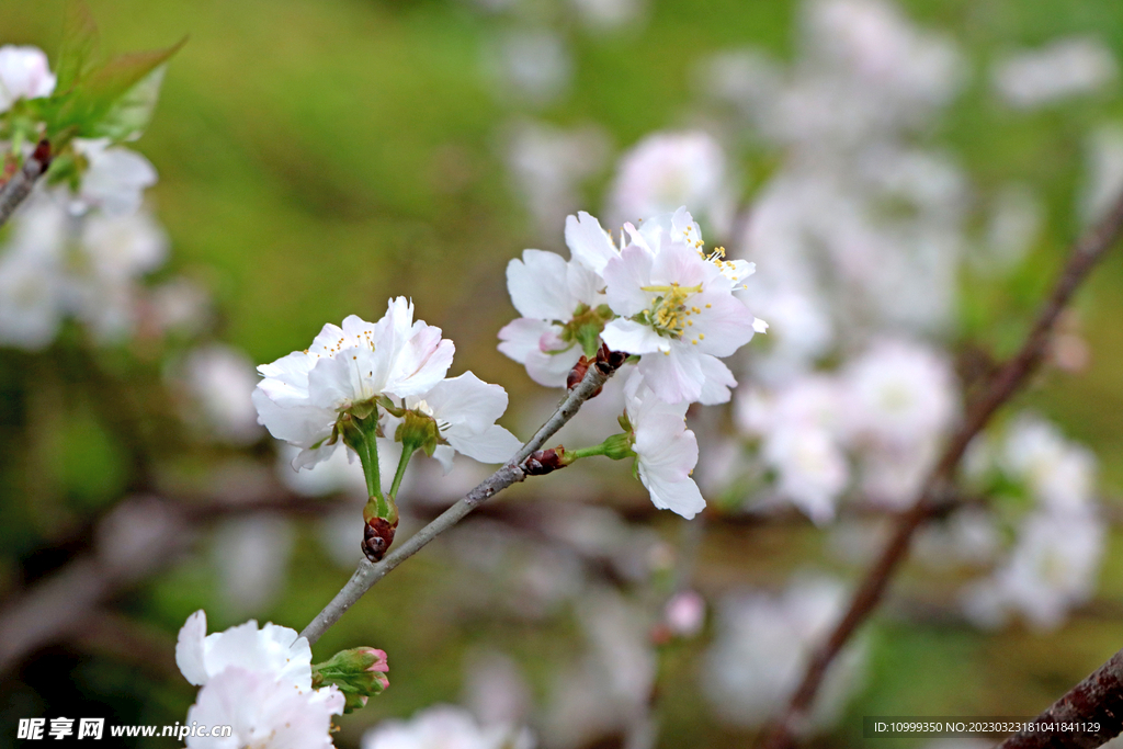 李子花