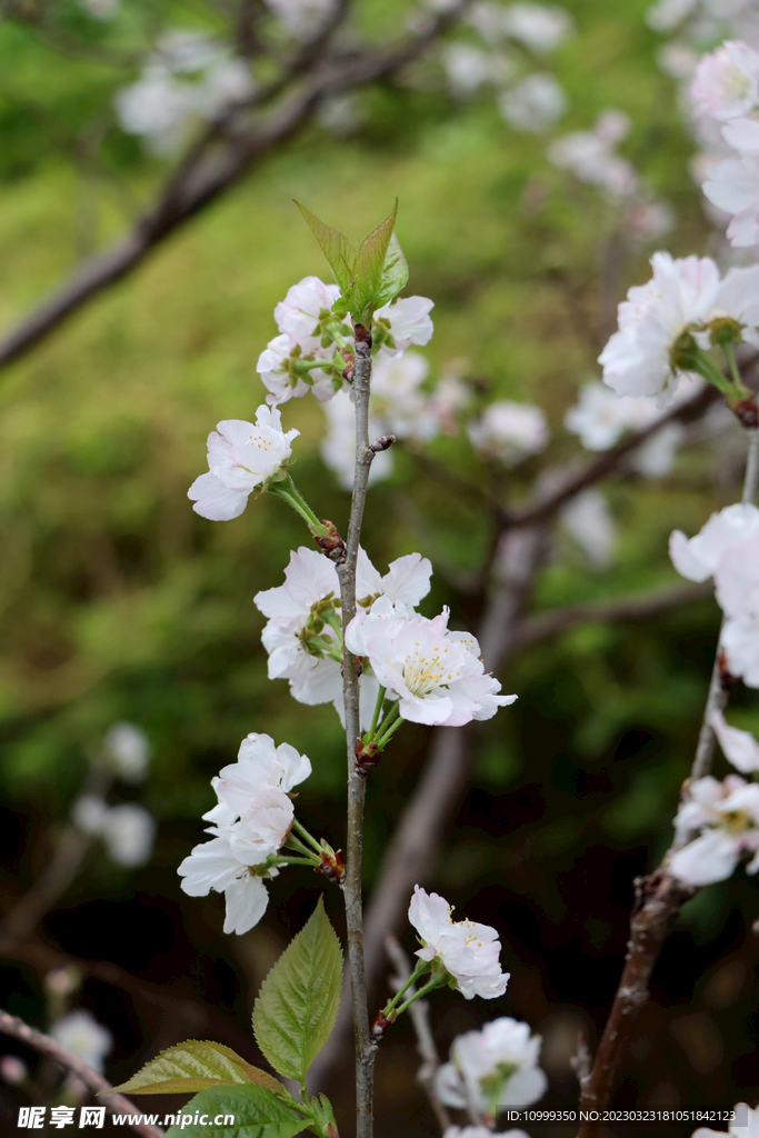 李子花