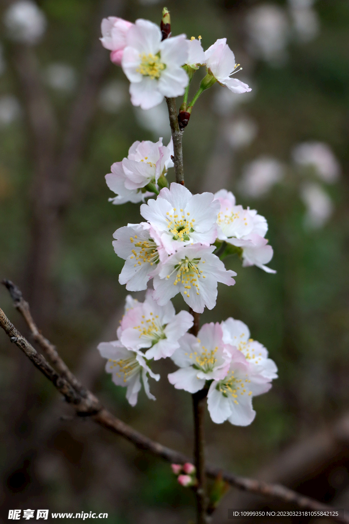 李子花