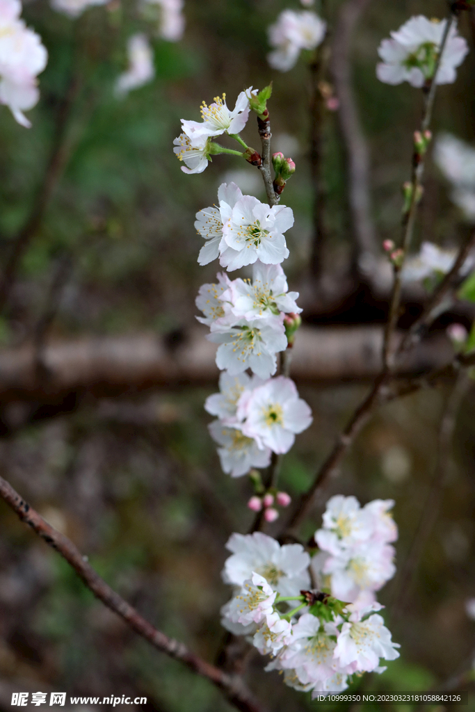 李子花