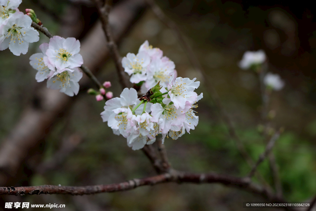 李子花