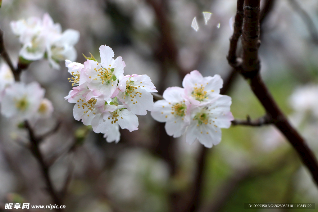 李子花