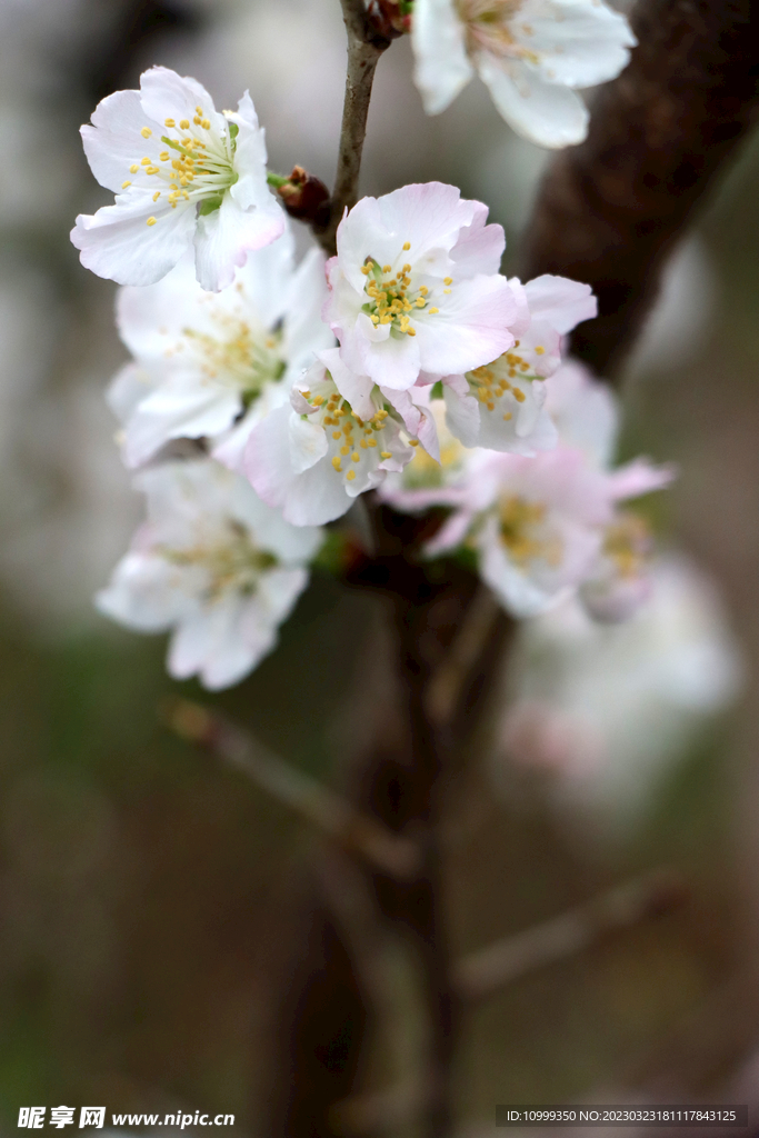 李子花