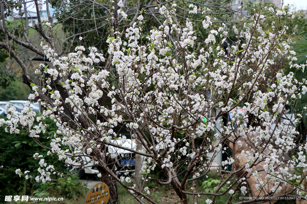 李子花