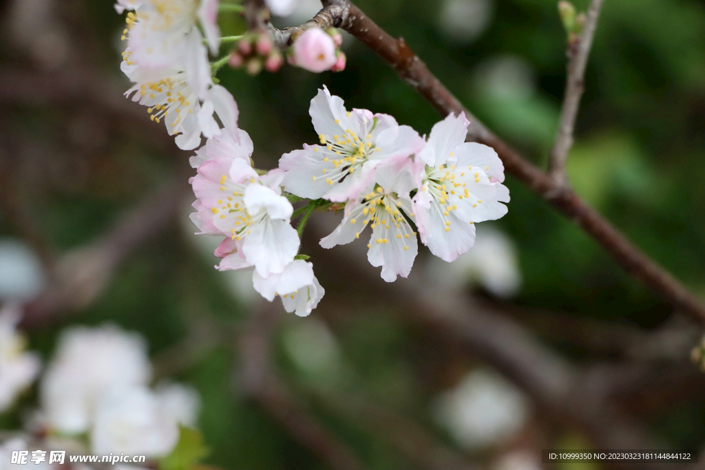 李子花