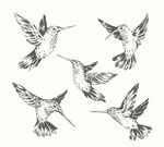蜂鸟插画