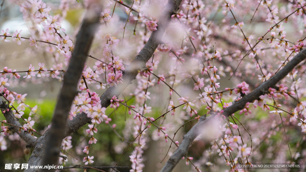 春日桃花林