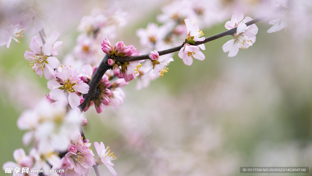 春日桃花盛开