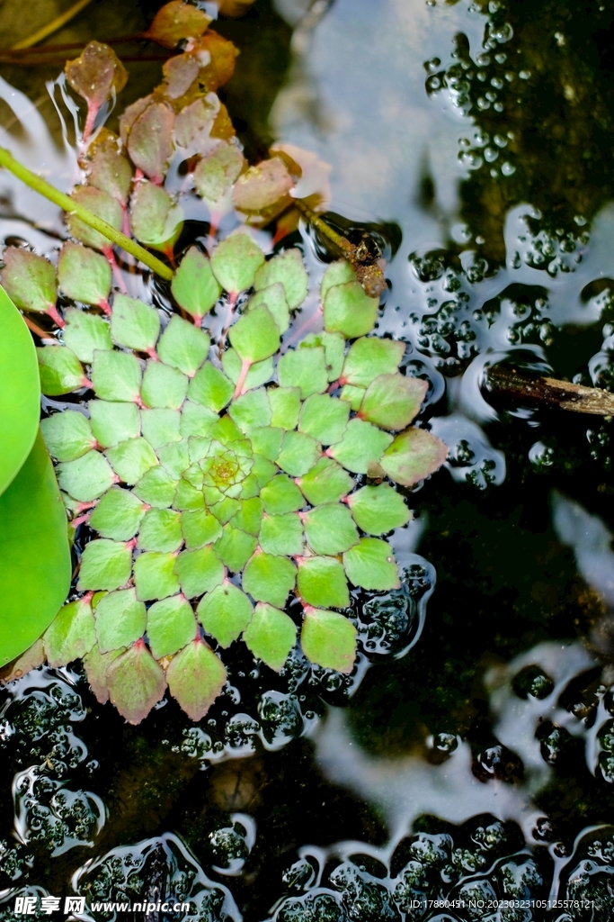 欧菱