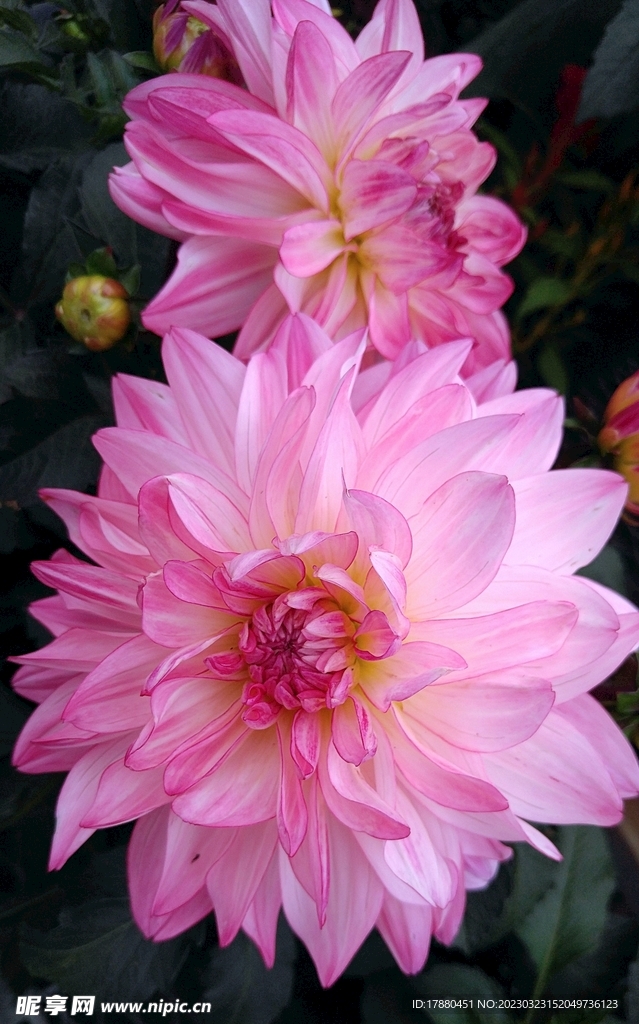 大丽花