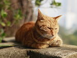 橘猫猫咪背景相机拍摄图片 