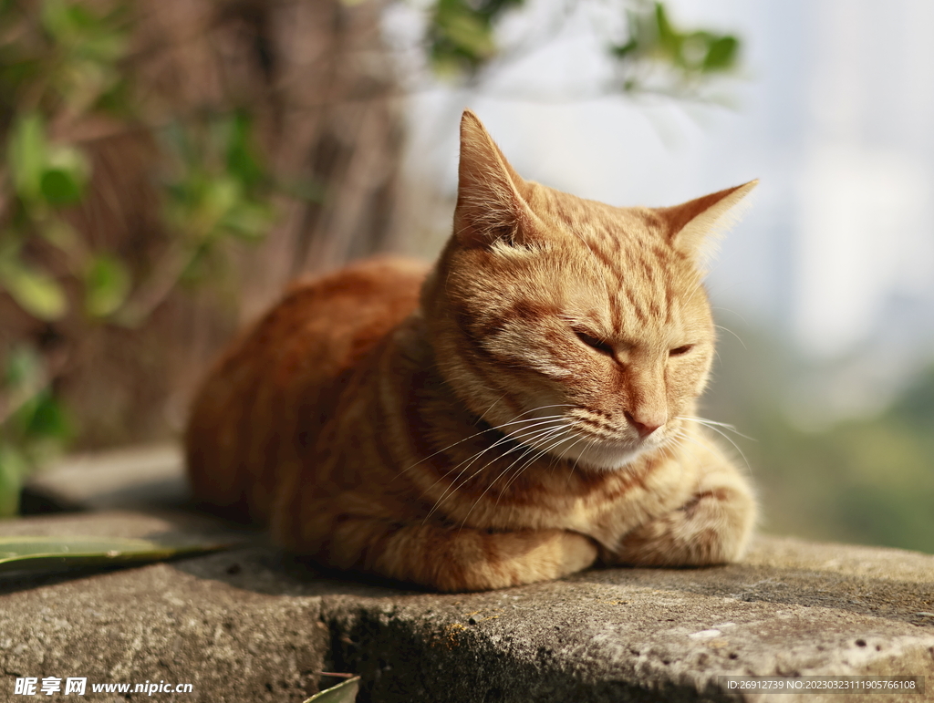 橘猫猫咪背景相机拍摄图片 