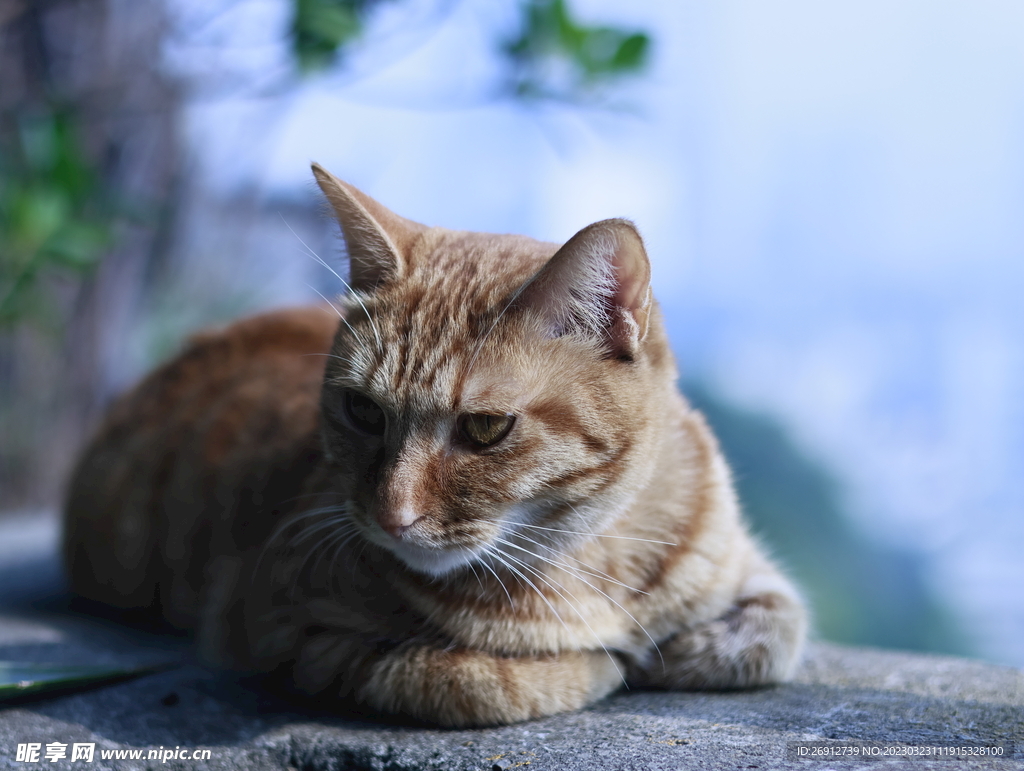 蓝色猫咪背景相机拍摄图片