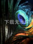 孔雀毛