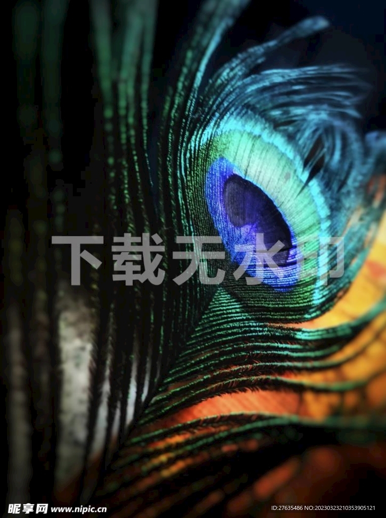 孔雀毛
