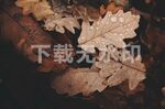 落叶照片
