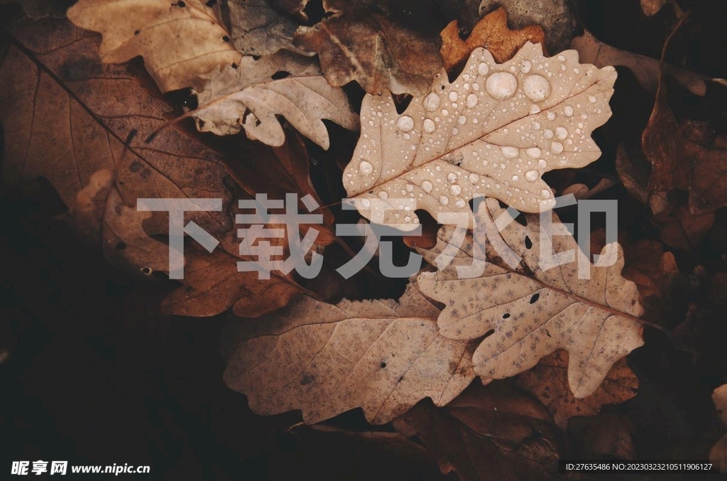 落叶照片