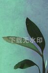 绿叶
