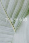 叶子
