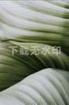 叶子