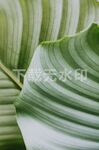 绿叶纹理