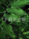 绿色水珠