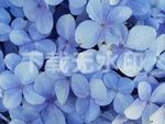 蓝色的花