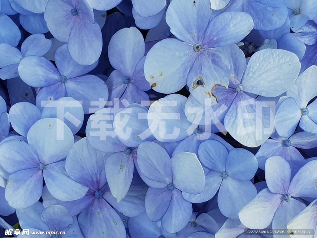 蓝色的花