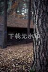 树林树干