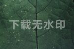 叶子