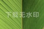 叶子经络
