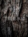 树干